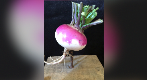A photo of a turnip impaled on a 6 inch rusty nail which will be given to the winner of the Turnip Prize.