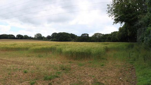 A large field with trees lining the far and right sides