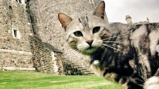 Bengal black and grey cat, called Dexter, outside Windsor Castle.