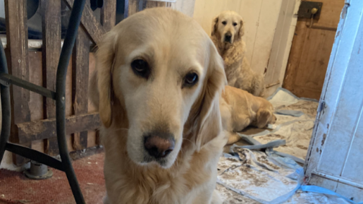 Dog looking sad at the camera. It's a golden retriever in a damp looking room.