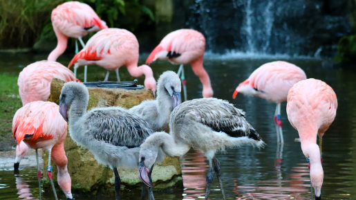 Pink and grey flamingos at Drusillas park in Sussex