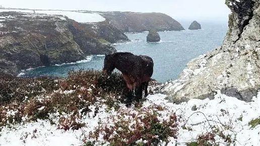 A pony in the snow on a cliff. Behind the pony is the sea. 