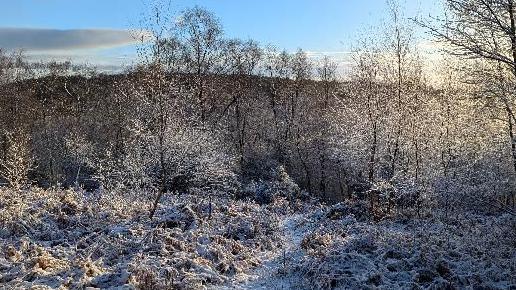 An area of grass and trees in Haslemere, Surrey, covered in a light smattering of snow.