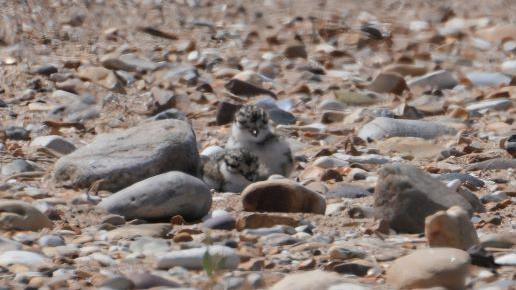 A fluffy grey, white and black plover chick is nestled on the sand of a Norfolk beach amongst pebbles and stones.