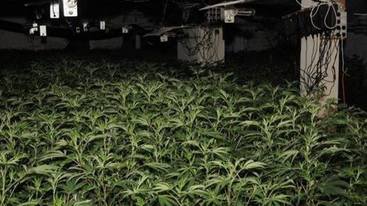 Hundreds of cannabis plants fill a room. Growing equipment can be seen on the walls and ceiling.