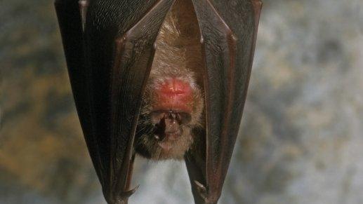 Greater Horseshoe bat