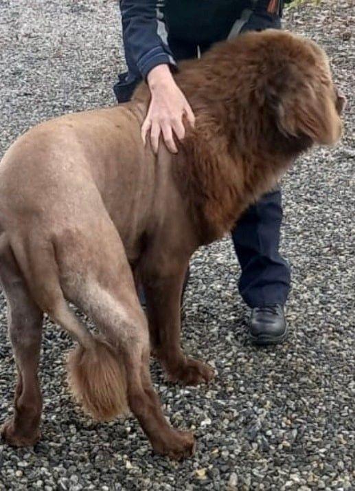 Mouse the Newfoundland dog being stroked by police