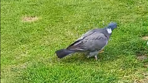 Pigeon on grass with an arrow through its leg