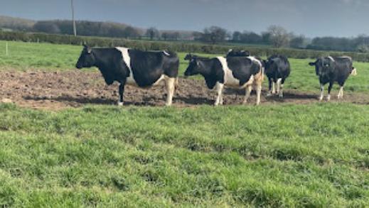 A field of cows