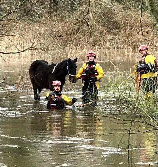 officers-guiding-pony-out-of-the-water