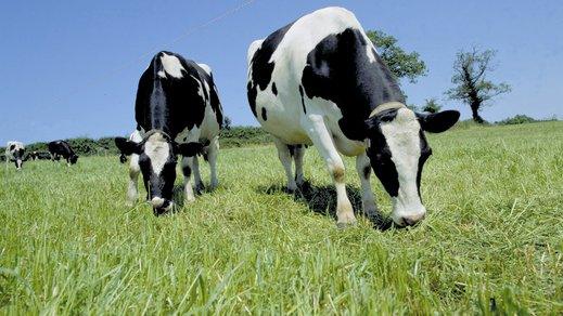 Cows