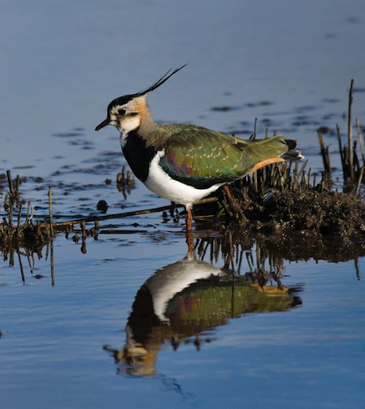 A lapwing stands in a lake, with its reflection visible in the water. It is a bird with white and black feathers on its chest and iridescent green feathers with hints of purple on its black, and long black feathers protruding from the top of its head