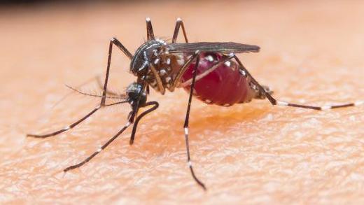 A close-up of a blood-sucking mosquito