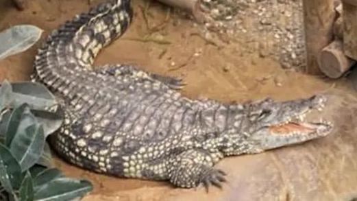 Crocodile.