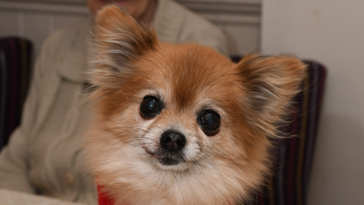 A close-up of a small Chihuahua 