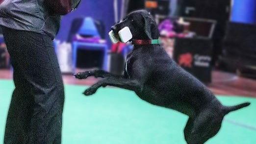 Gwen in a competition. She is up on her hind legs and has what looks like a white dumbbell in her mouth