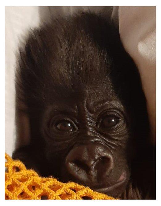 baby-gorilla-bristol-zoo