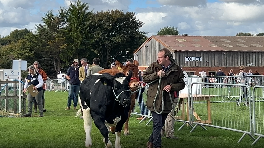 Black and white cow being taken round a field in a parade.
