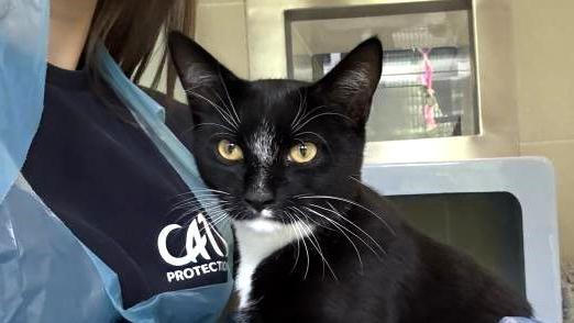 A black and white cat is held by a vet in a plastic apron. 