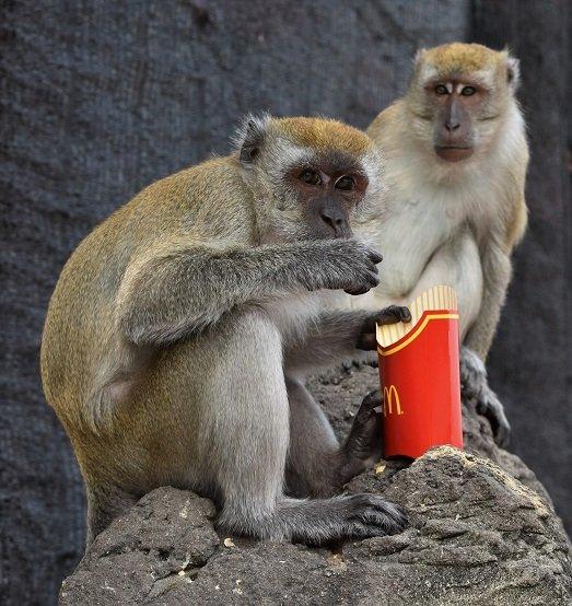 long-tailed macaques eat fries.