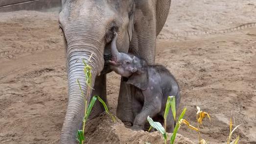 Baby Zaiya playfully pokes her mother in the eye with her trunk as she tries to feed