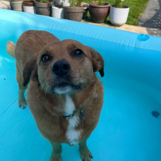 A brown and white dog standing in an inflatable padding pool with a lawn and potted plants in the background