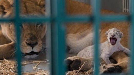 Dana the lioness lies next to her cub Hajar at the Al-Mawa wildlife reserve in Jordan (13 August 2017)