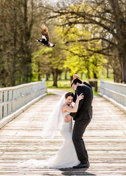 The bride and groom duck as the magpie narrowly avoids their heads