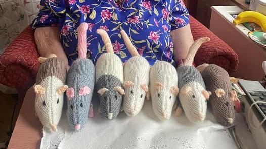 Seven crocheted rats in a row. The rats are a mixture of brown, white and grey. They have been placed on a board which is being held by a lady wearing a floral pink and blue top. The lady is sitting in a red chair. 