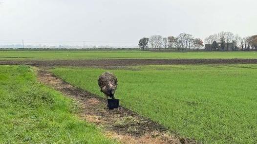 A feathery brown emu has its head in a bucket, eating the contents, while standing in a grassy field in a rural location. The photo has been taken using the zoom function.