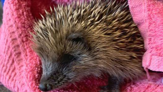 A hoglet, a baby hedgehog wrapped in a pink towel