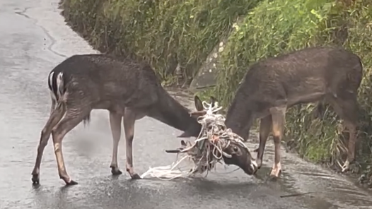 Tangled deer