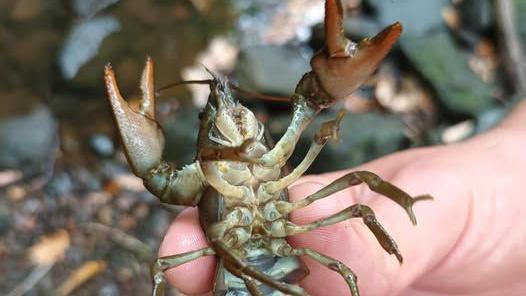 The underside of a white-clawed crayfish, which is being held by a person. A brook in the background.
