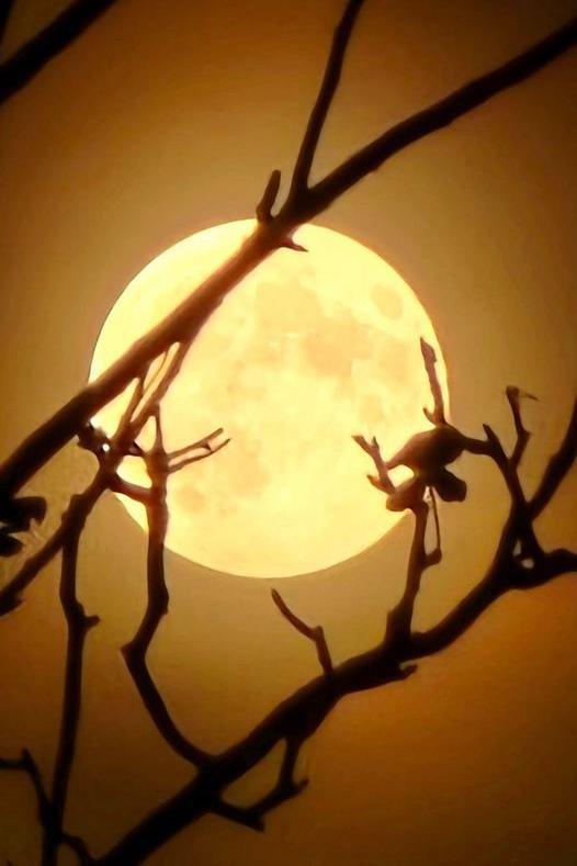 A photo of the full moon behind some bare tree branches in the foreground.