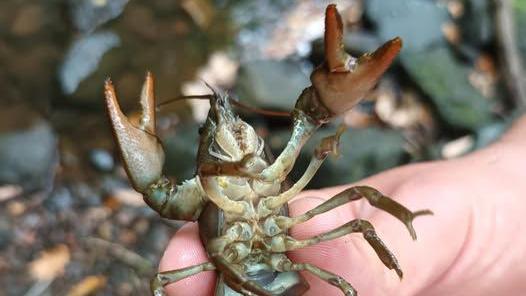 White-clawed crayfish is in the middle of the picture with its under side exposed. The crayfish is being held by someone who is off screen apart from their hand.