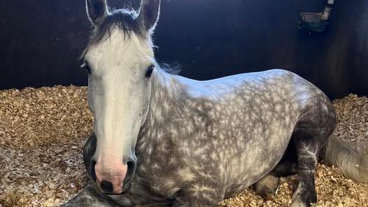 A horse with a white face and a dappled grey body lies in a stable lined with light-coloured woodchip. Its body is covered with distinctive white markings like dandelions. 