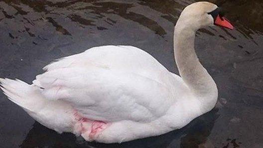 Injured swan