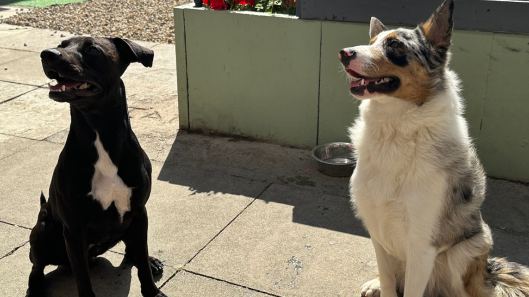 Two large dogs sit side by side. One is black and white, the other tan and white and they both look happy and eager.