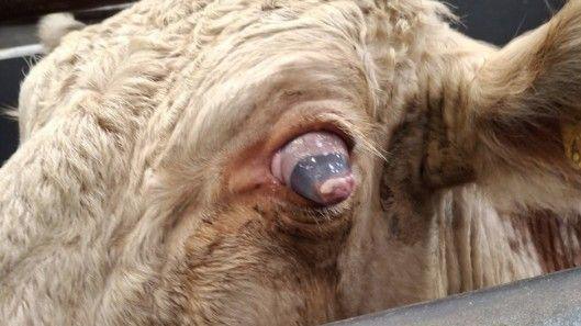 A cow's face with a protruding eyeball which looks very sore and infected with pink and blank colouring.