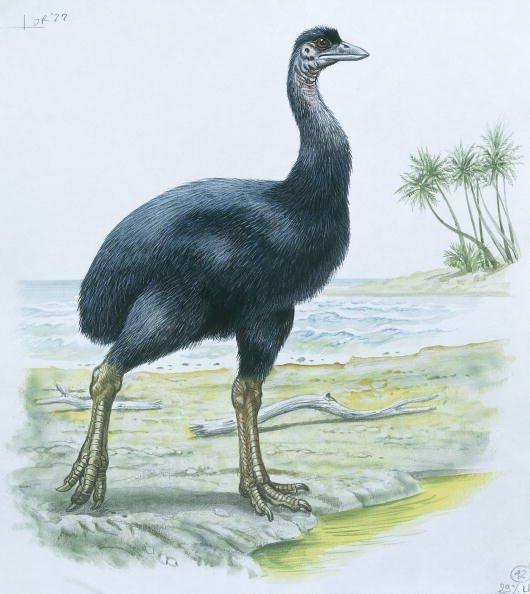 Elephant bird, illustration