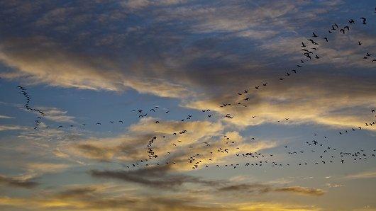 Snow geese on migration