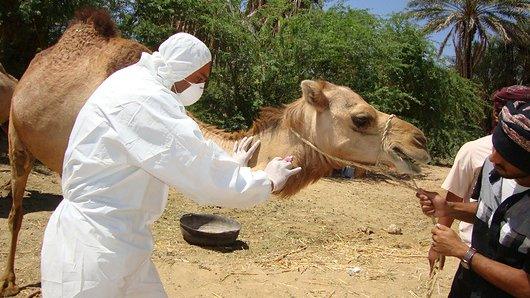 Camel