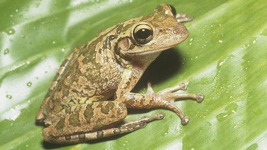 Cuban tree frog