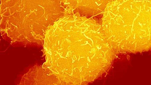 stem cells