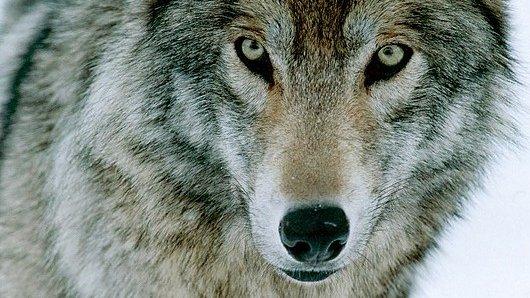 Grey wolf