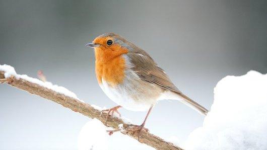 European robin