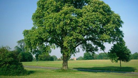 tree in parkland