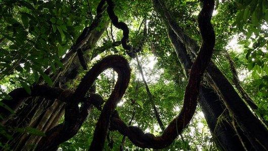 Trees