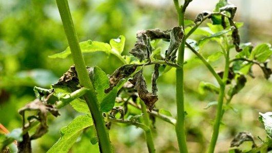 Potato blight