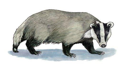 Badgers